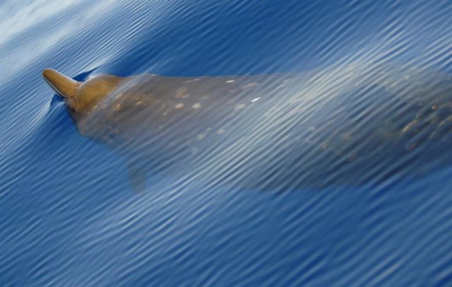 Ballena picuda
