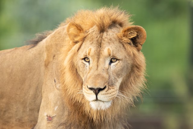 León