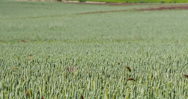 EpAgro - Agricultura