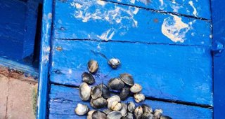 Pesca Galicia